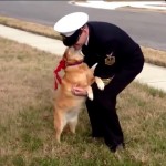 Dogs Welcoming Home Soldiers