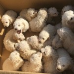 Sheepdog Gives Birth to 17 Puppies Setting New Record