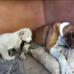 Dogs Make Friends with Newborn Lion Cub