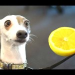 Dogs Taste Lemons for the First Time