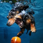 Dogs Taking a Dip