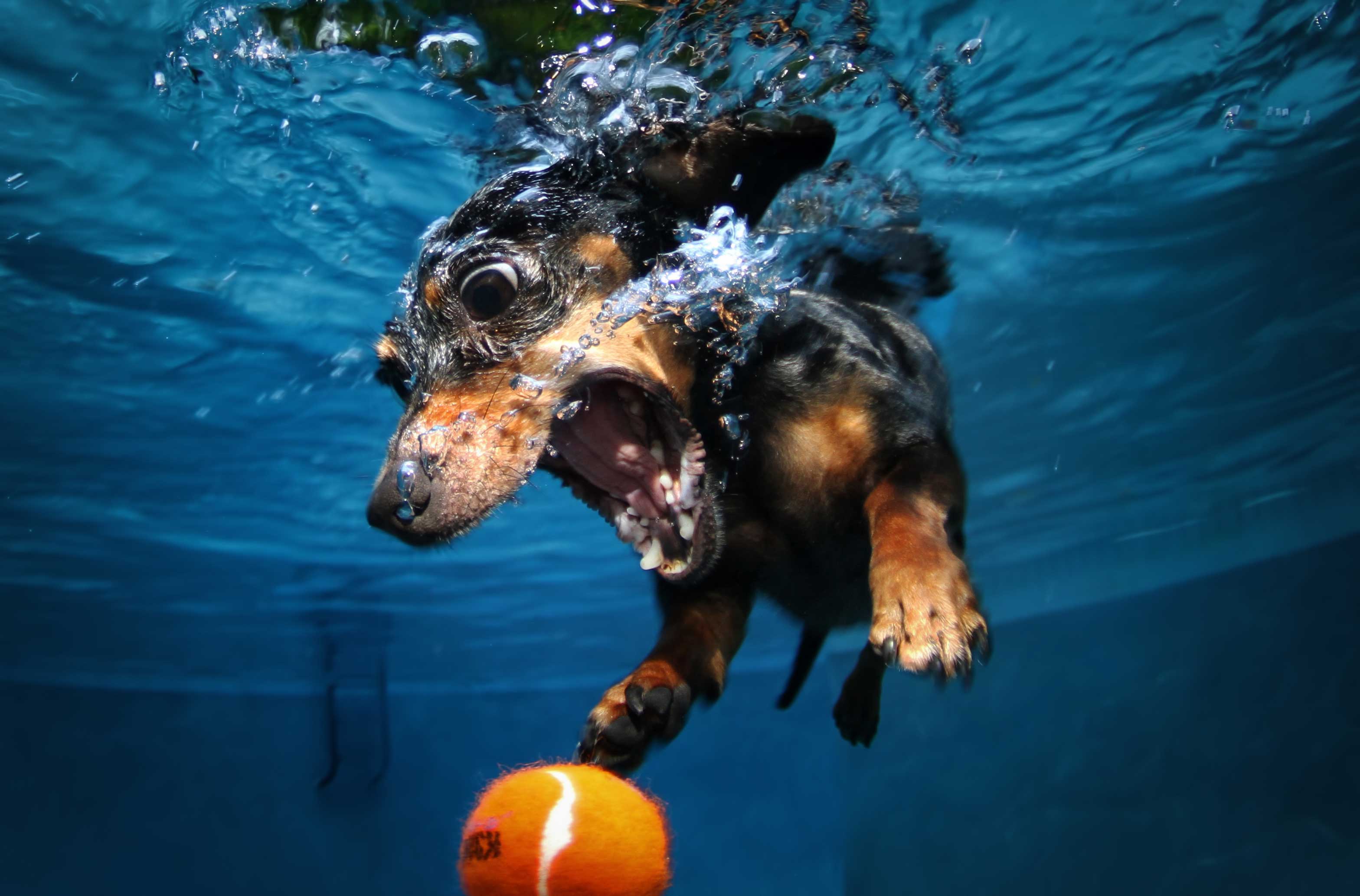 Dogs Taking a Dip