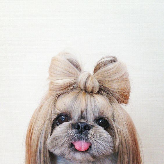 Stylish Dog Gets a New Hairdo