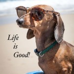 Life Advice from One Cool Dog