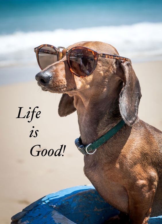 Life Advice from One Cool Dog