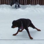 Dogs Experience Snow for the First Time