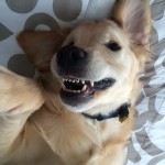 Adorable Puppy Gets Braces