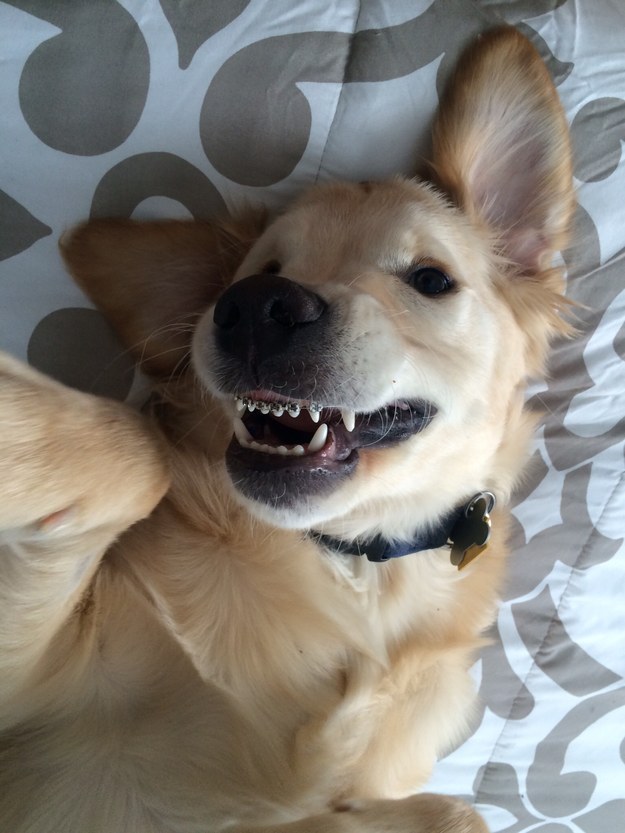 Adorable Puppy Gets Braces