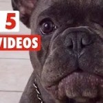 Top 5 Dog Videos of the Week