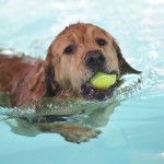 Puppy Pool Day