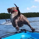 Dog Dives After Dolphin