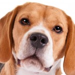 Dog of the Week: Beagle