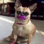 Dog Eats Entire Tube of Lipstick