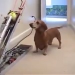 Dog Plays Fetch by Himself