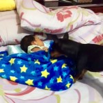 Dog Acts as Mother to Baby