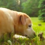 Adorable Dog Playing with Bunny