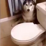 Husky Doesn't Want to Bathe