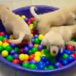 Golden Retriever Puppy Playdate in Ball Pit