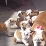 English Bulldog Puppies Chase Mom