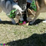 Huskys Hunt for Easter Eggs