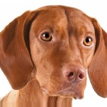 Dog of the Week: Vizsla