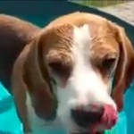 Beagle Puppy Swims for the First Time