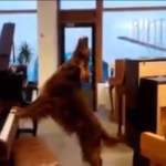 Musical Dog Plays Piano