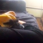 Dog Pretends to Be Asleep