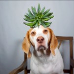 Dog Balances Plants on Head