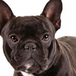 Dog of the Week: French Bulldog