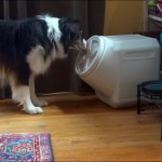 This Border Collie is a Master Thief