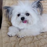 Puppy Scared of Blanket Monster