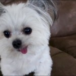 Silly Dog Sticks Out His Tongue