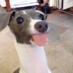 Bertie the Italian Greyhound Sticking out his Tongue