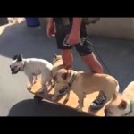 French Bulldogs show how to longboard skateboard