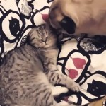 Pug and Cat share Romance