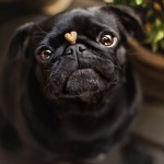 pugs