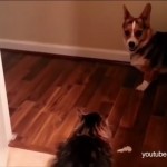 dogs scared of cats