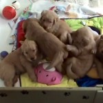 Golden Retriever Puppies