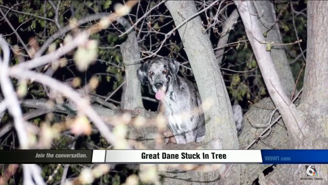 Great Dane