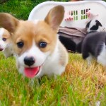 corgi puppies