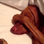 vizsla