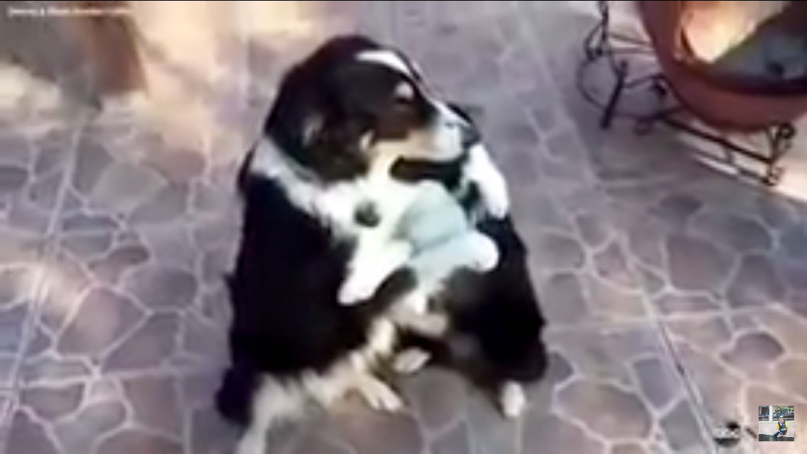 border collie