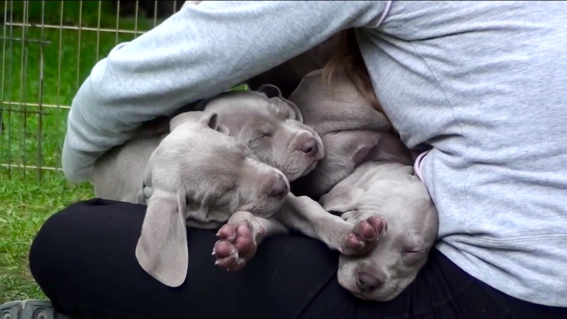 weimaraner