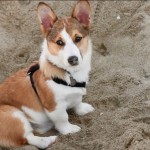 corgi