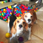 beagles