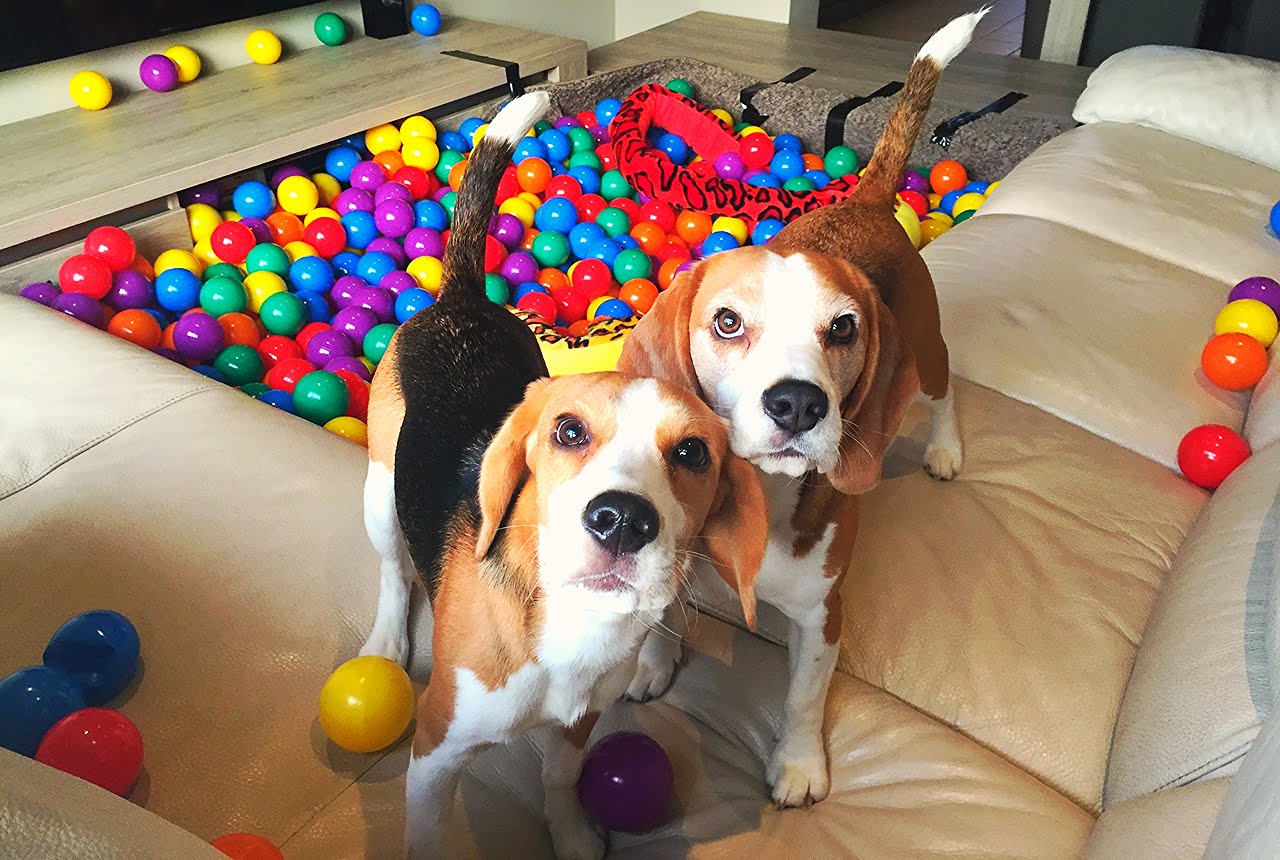 balls for dogs to play with