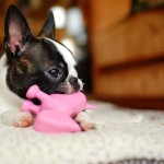 boston terrier