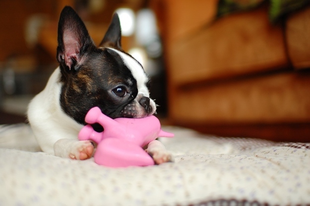 boston terrier