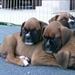 boxer dogs